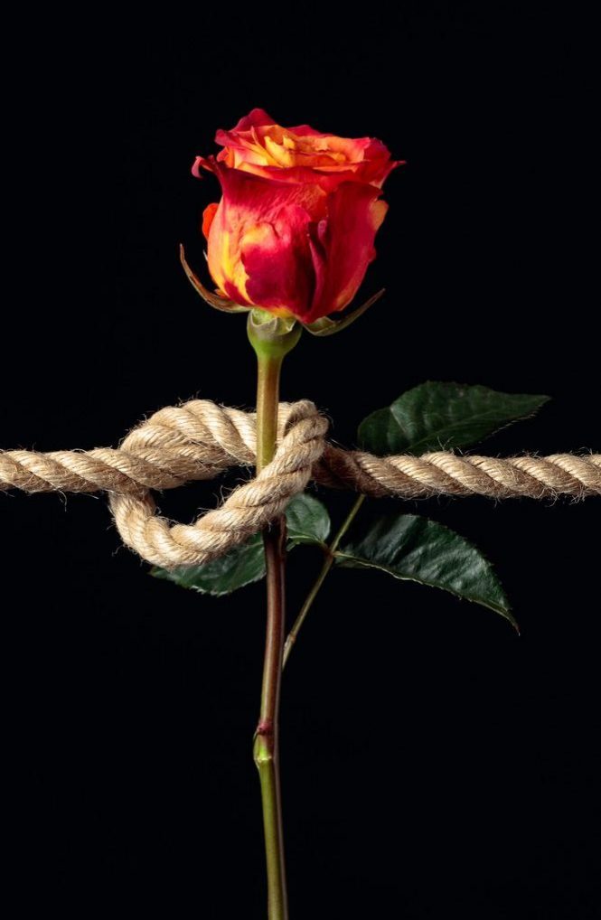 Red rose is tied with a rough rope on a black background.